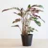 Calathea White Fusion