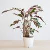 Calathea White Fusion
