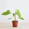Philodendron Paraiso Verde