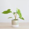 Philodendron Paraiso Verde