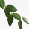 Hoya Burtoniae blad