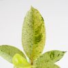 Ficus Shivereana Moonshine blad