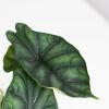 Alocasia Dragon Scale blad