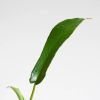 Philodendron Joepii blad