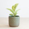 Ficus Shivereana Moonshine