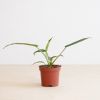 Philodendron Joepii