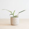 Philodendron Joepii