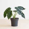 Alocasia Dragon Scale