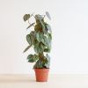 Philodendron Brandtianum