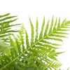 blechnum gibbum silver lady
