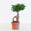Ficus Ginseng - P12