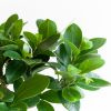 Ficus Ginseng - P12