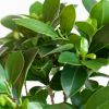 Ficus Ginseng - Ficus Microcarpa - P17