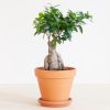 Ficus Ginseng - Ficus Microcarpa - P17