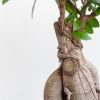 Ficus Ginseng - Ficus Microcarpa - P17