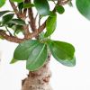 Stam Plantenbox