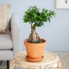 Bonsai-Ficus-Ginseng-p17-Lifestyle