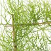 Bowiea volubilis verzorging