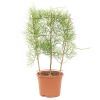 Bowiea volubilis