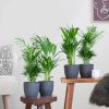 Box-1-Palmen-box-3-1024