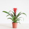 Bromelia Guzmania Francesca - p12