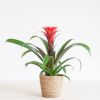 Bromelia Guzmania Francesca - p12