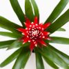 Bromelia Guzmania Francesca - p12