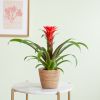 Bromelia-Francesca-Guzman-p12-Lifestyle