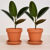 CS e-Flora-305-scaled