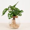 Monstera Adansonii in Bolglas