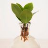 Lichtplantje