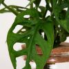 Monstera Adansonii Lichtplant XL