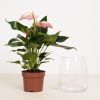 CS e-Flora-370-scaled