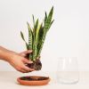 Sansevieria in Vaas