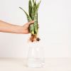 Sansevieria in Vaas