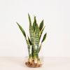 Sansevieria in Vaas