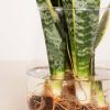 Sansevieria in Vaas