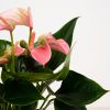 Anthurium in Vaas