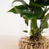 Anthurium in Vaas