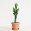 Euphorbia Erytrea - Cowboycactus - P19