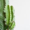 Euphorbia Erytrea - Cowboycactus - P19