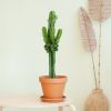 Euphorbia Erytrea - Cowboycactus - P19