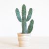 Cactus Opuntia
