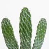 Cactus Opuntia - P12
