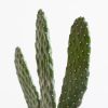 Cactus Opuntia - P12