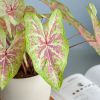 Caladium Seafoam Pink blad