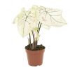 Caladium Strawberry star