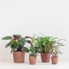 Schaduw Plantenbox (4 stuks)