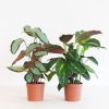 Calathea Duo incl. bio potten - P12