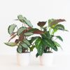 Calathea Duo incl. bio potten - P12
